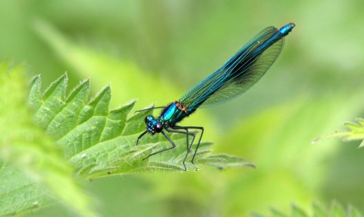 160726 Banded demoiselle male (1)