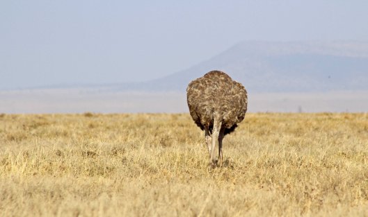 160727 ostrich (1)