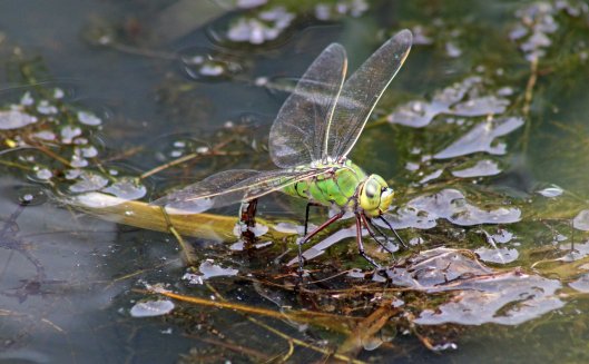 160731 Emperor fem ovipositing (3)