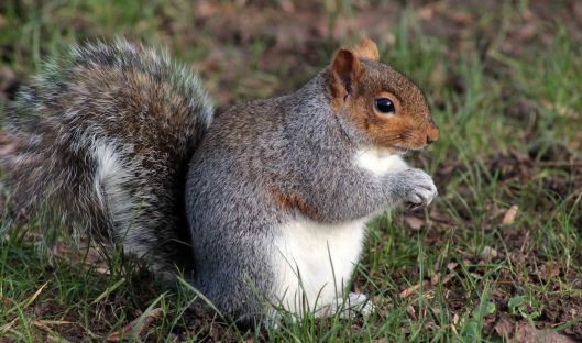 160802 grey squirrel (1)