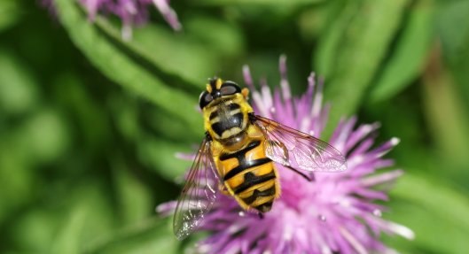 160806 Myathropa florea