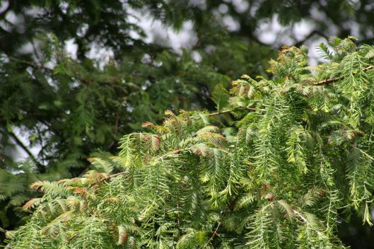 160807 dawn redwood (5)