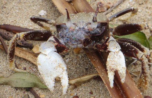 160810 kep crabs (5)