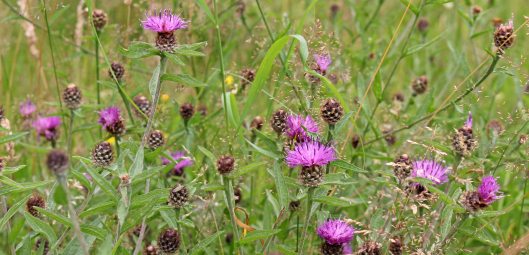 160812 thistles (13)