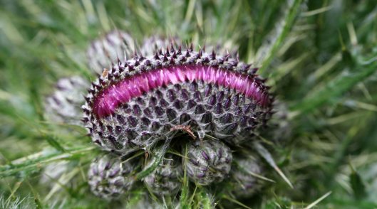 160812 thistles (14)