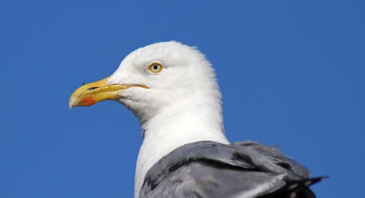 160813 herring gulls (7)