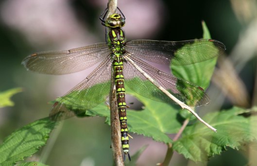 160815 Southern Hawker (1)