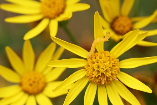 160823 camouflage (2)