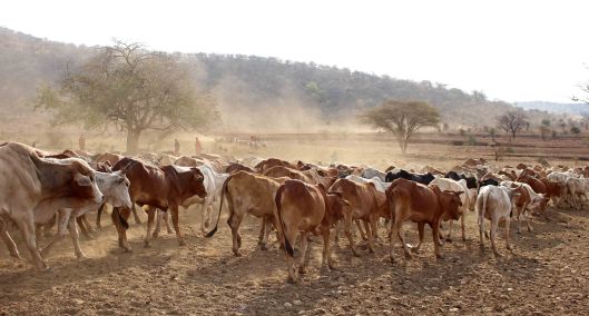 160824 Maasai cattle (11)