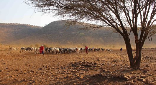 160824 Maasai cattle (8)