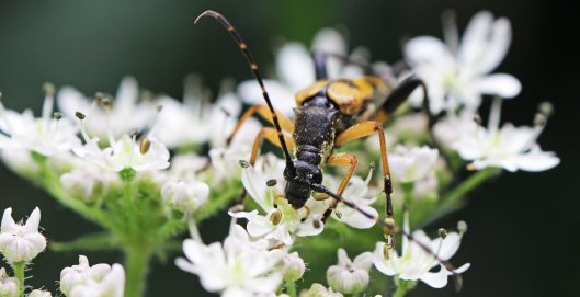 160825 Longhorn beetle (1)