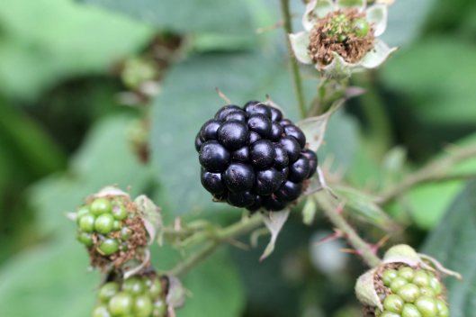 160826 Rubus fruticosus agg (9)