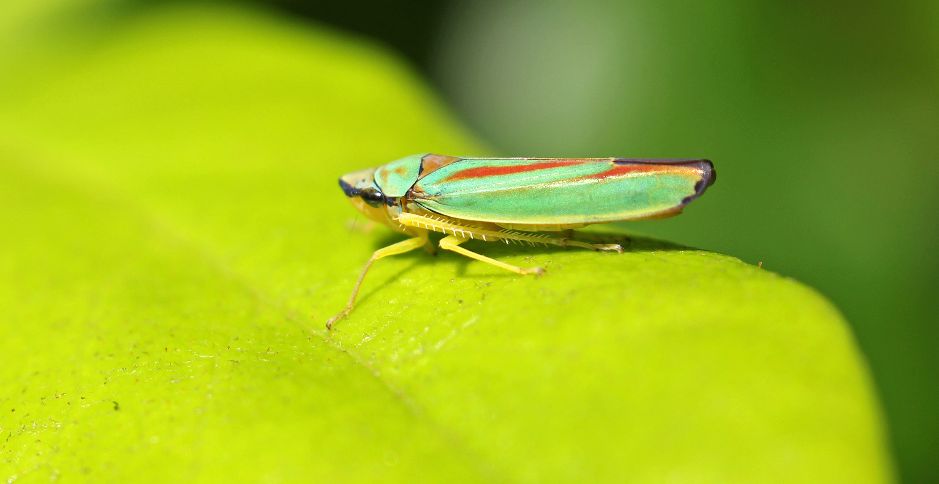 160830 Rhododendron leafhopper (1)