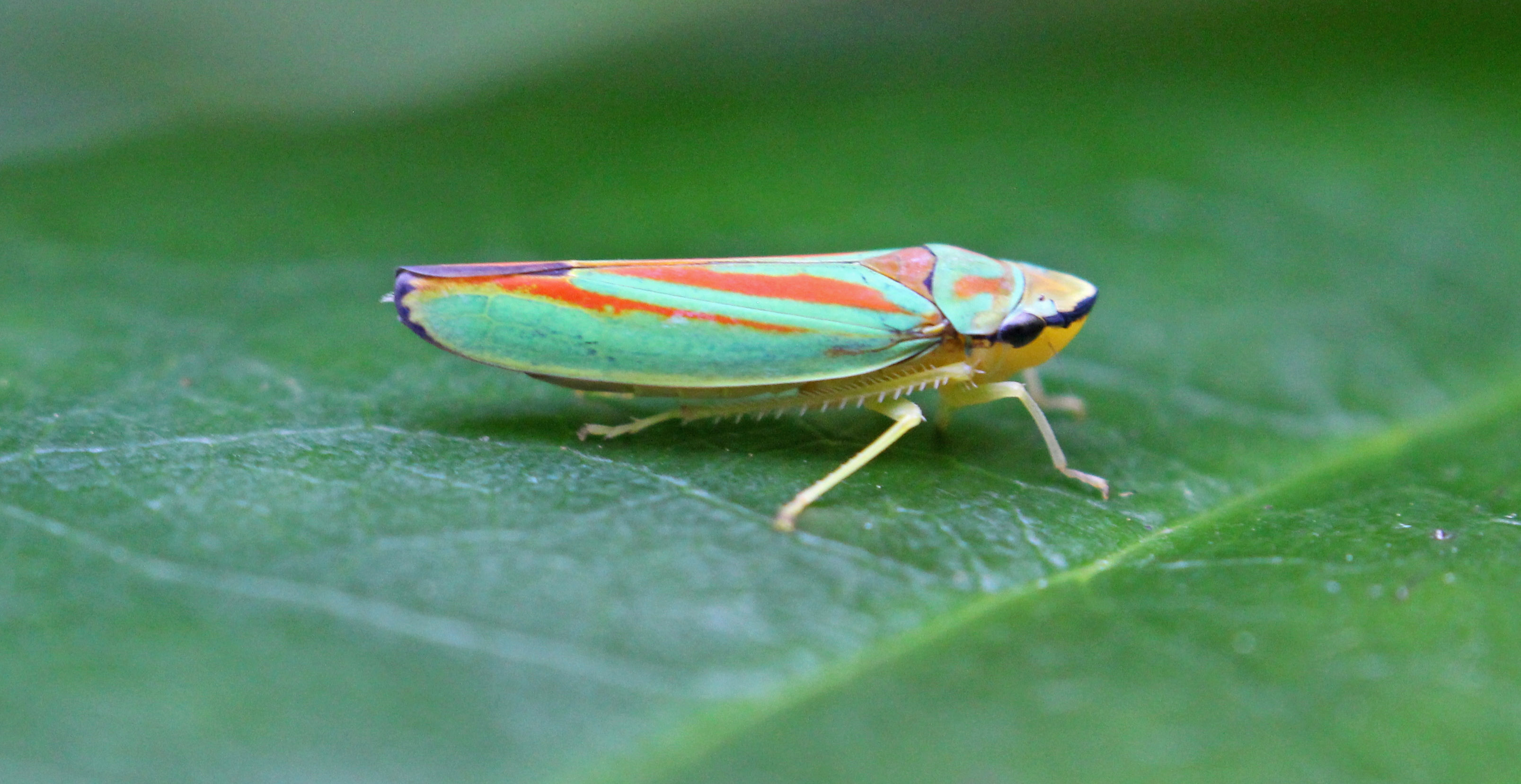 160830 Rhododendron leafhopper (2)