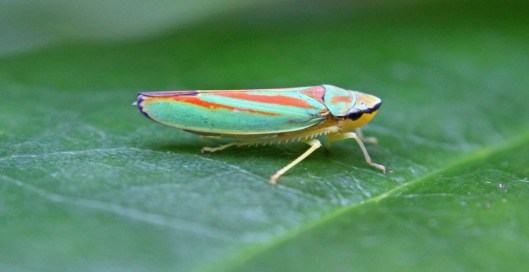 160830 Rhododendron leafhopper (2)