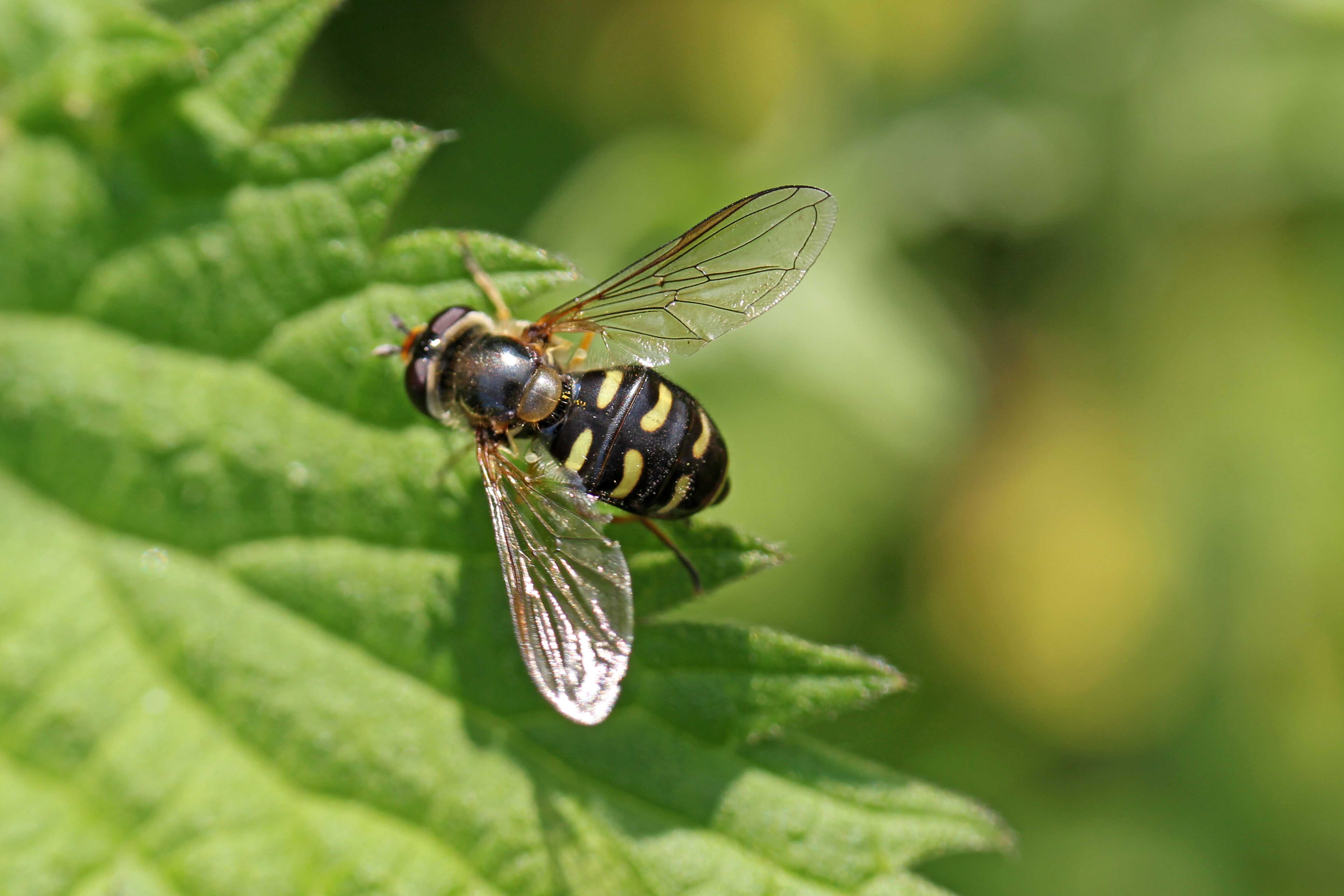 160901 Eupeodes luniger