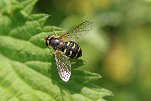 160901 Eupeodes luniger