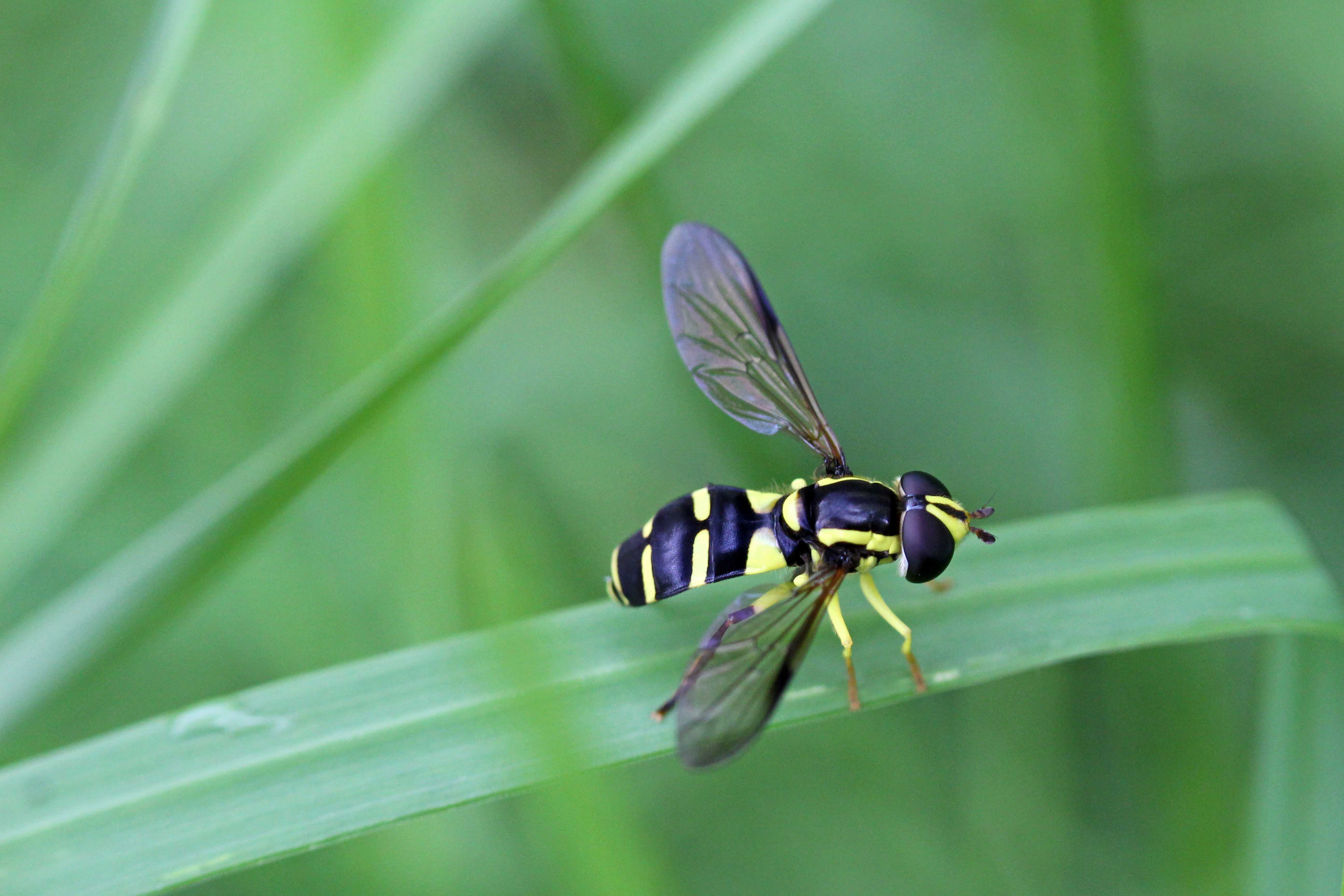 160901 Xanthogramma pedissequum