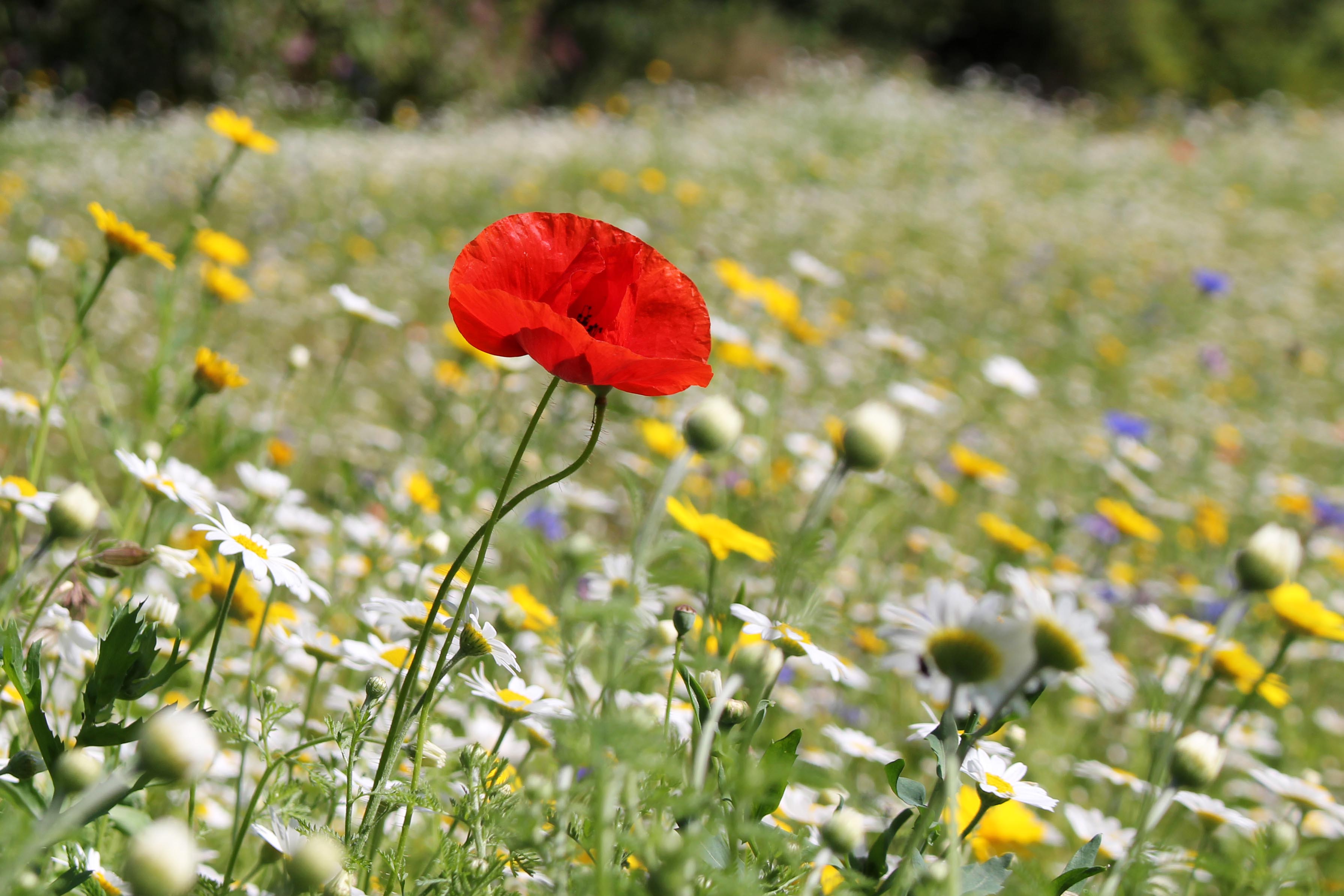 160902 wildflower meadow (1)
