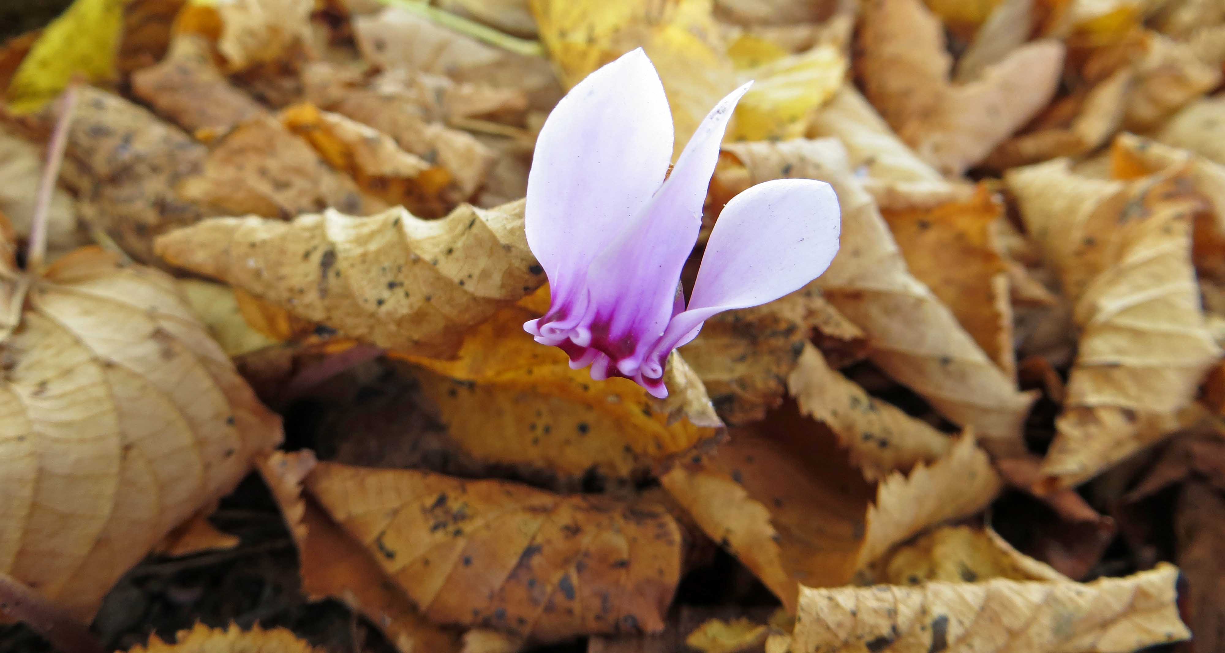 160905 Wild Cyclamen (1)