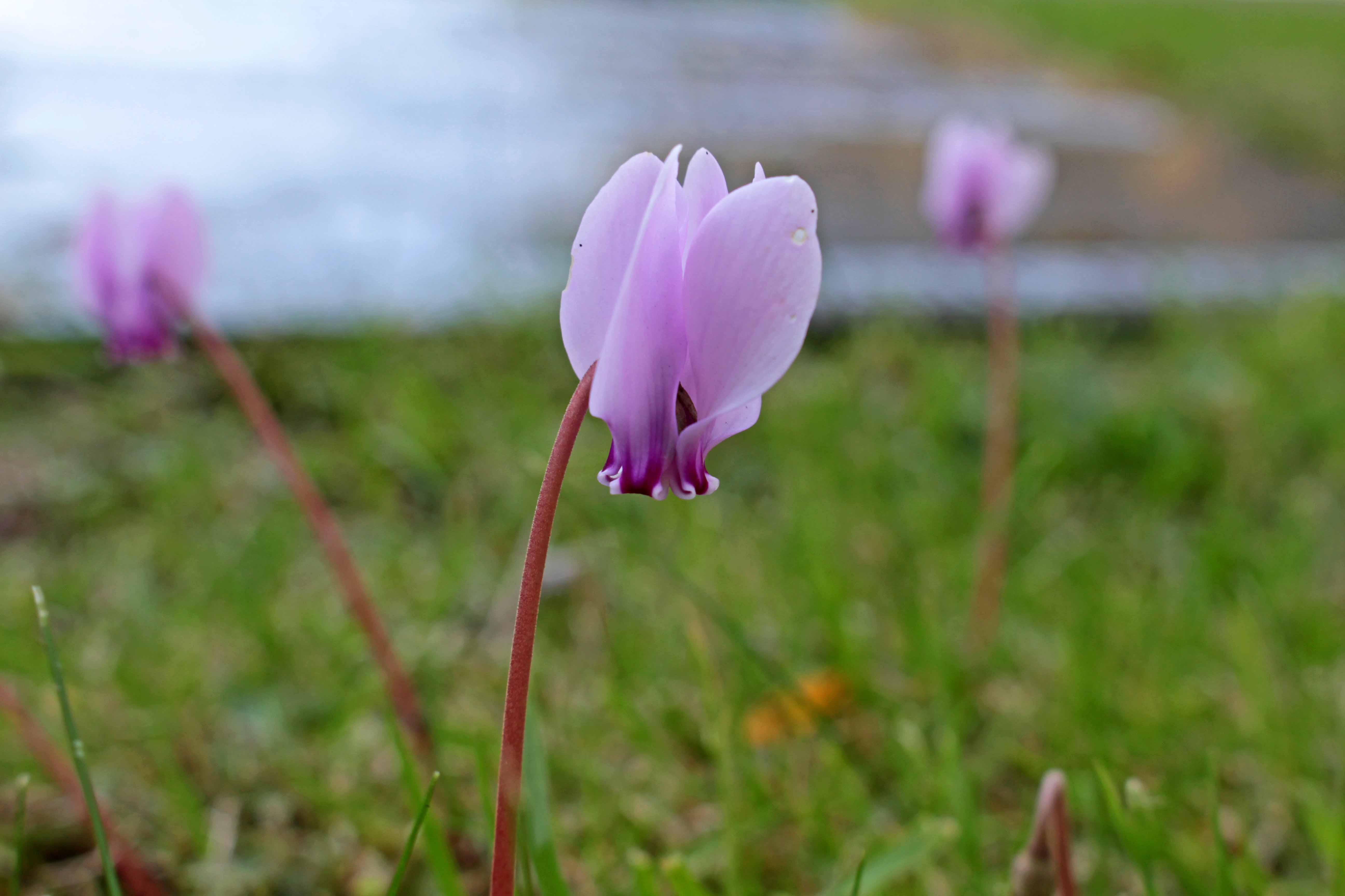 160905 Wild Cyclamen (2)