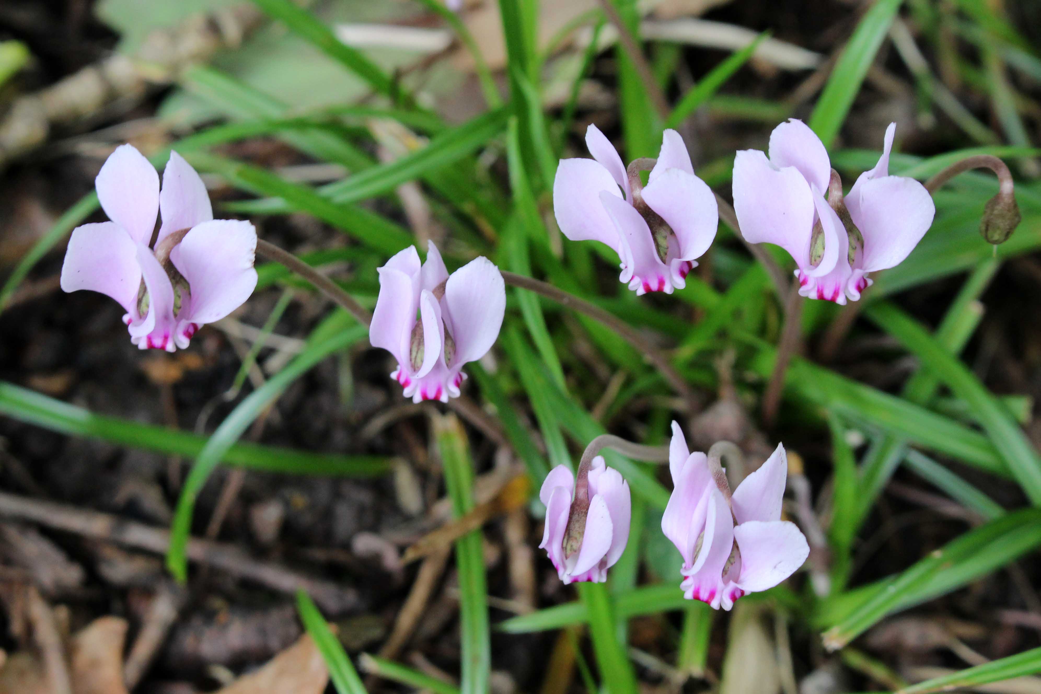 160905 Wild Cyclamen (3)