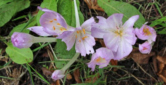 160909 naked ladies (4)