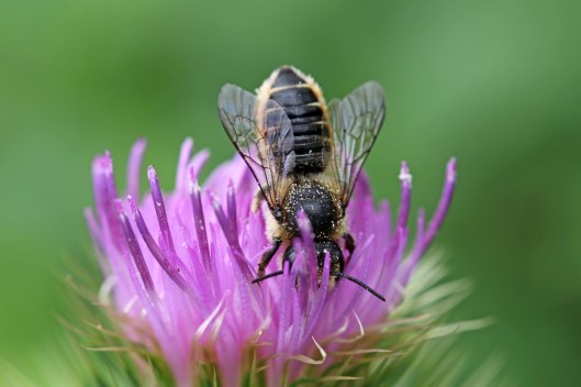 160910-bees-flowers-2