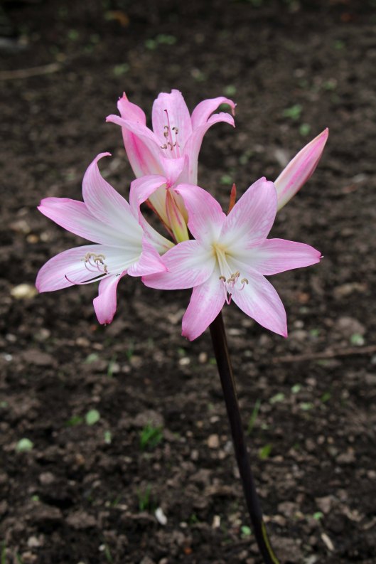 160913-belladonna-lily