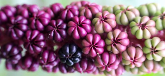 160923-american-pokeweed-1