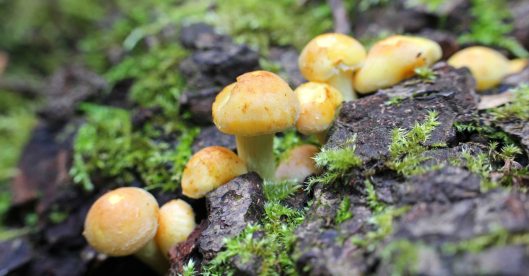 160925-sulphur-tuft-1