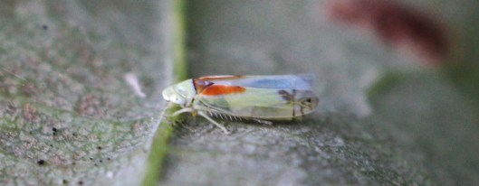 160927-zyginella-pulchra-2