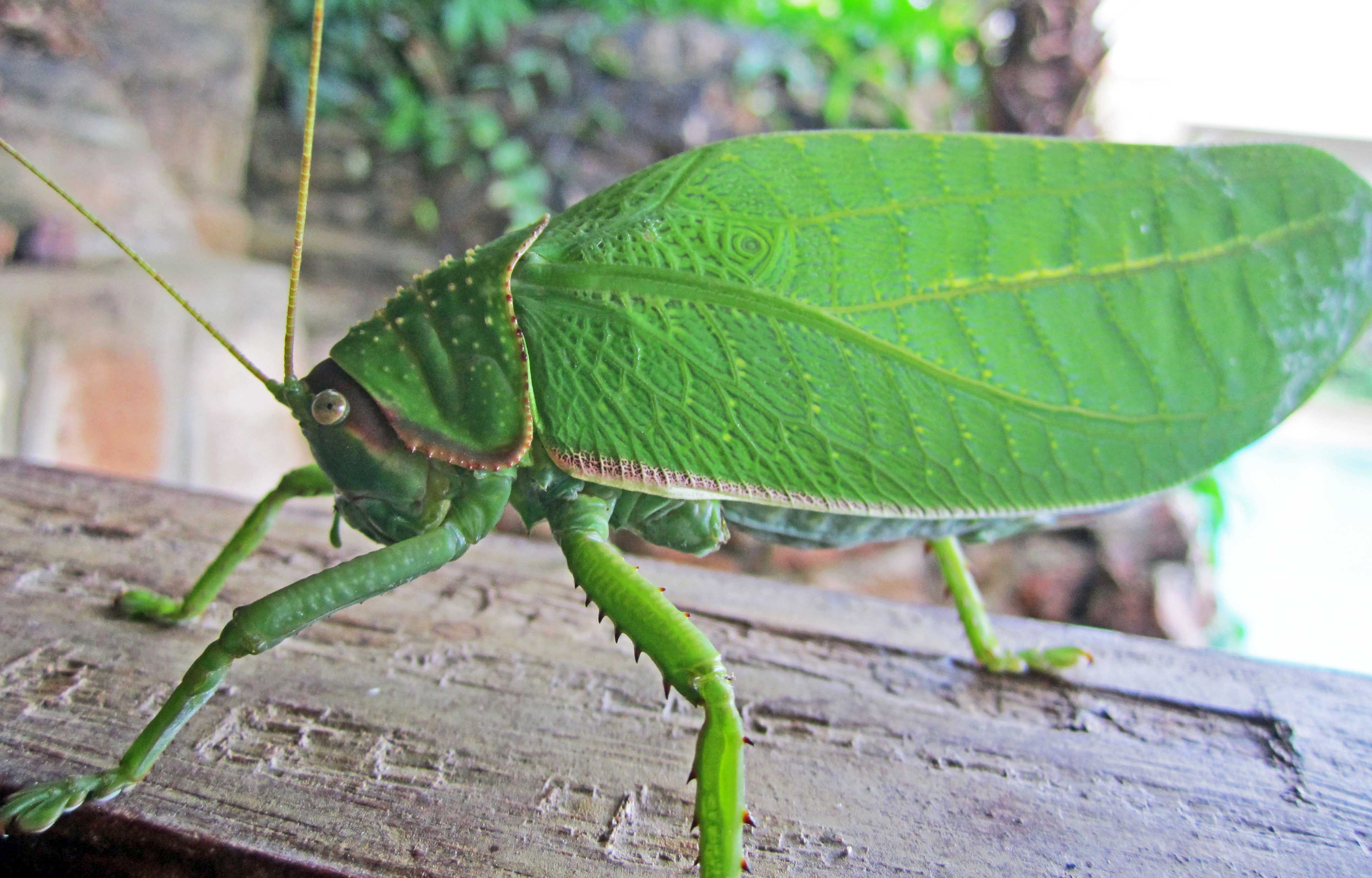 The Coconut grasshopper | earthstar