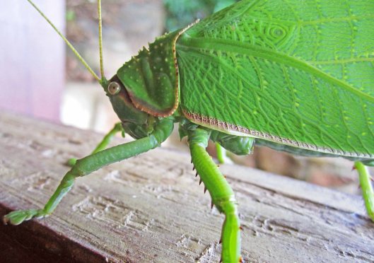 160928-coconut-grasshopper-4