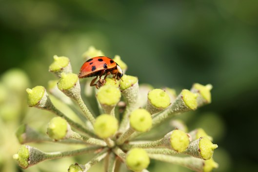 160930-ladybird-on-ivy