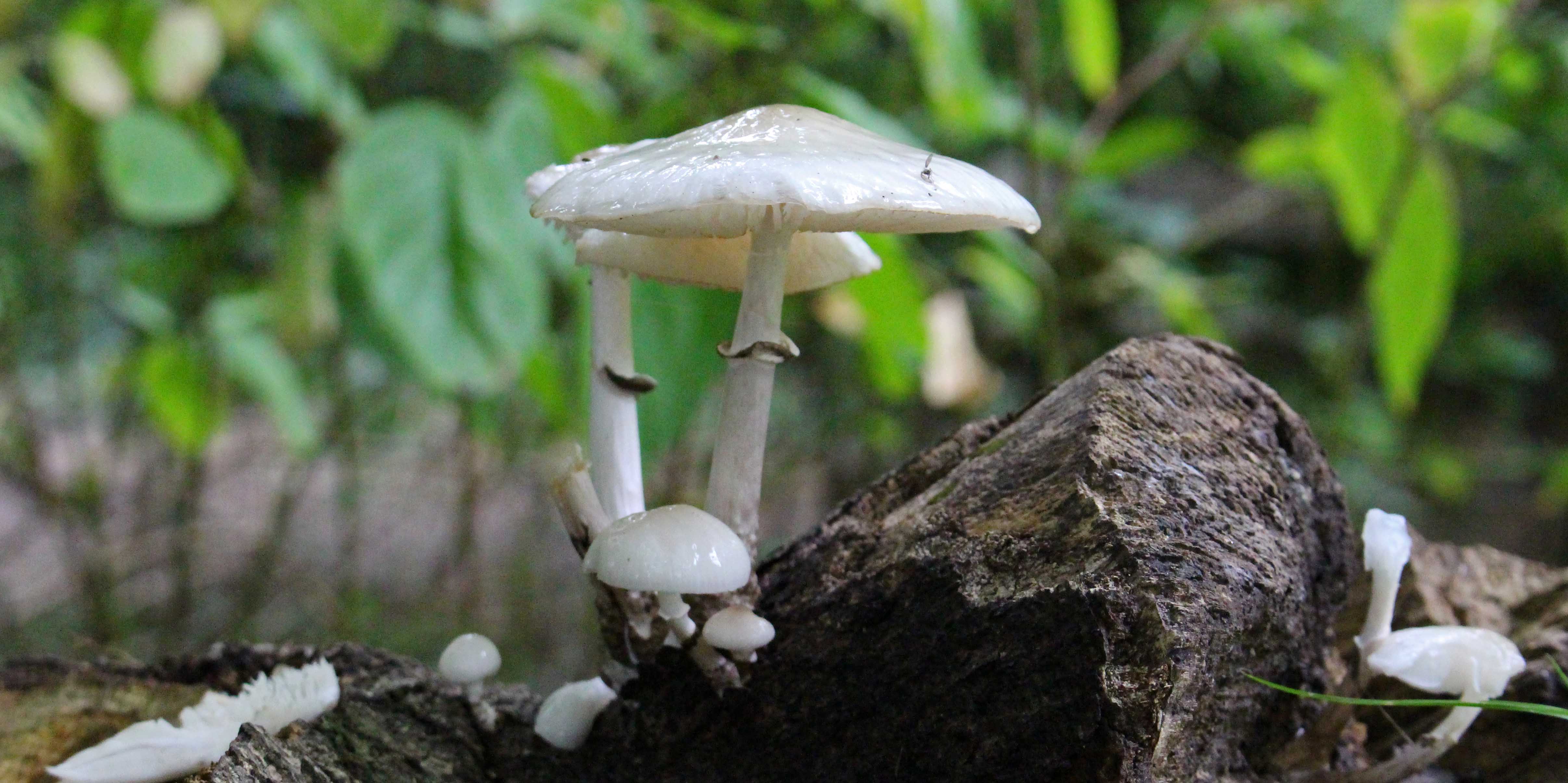 161010-porcelain-fungus-1