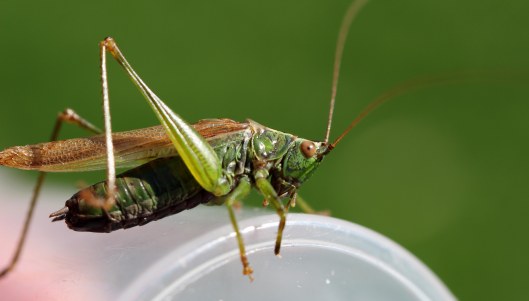 161011-long-winged-conehead-1