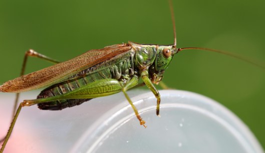 161011-long-winged-conehead-3