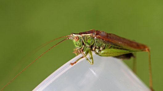 161011-long-winged-conehead-4