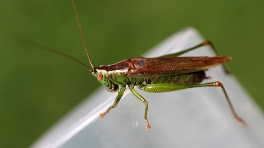 161011-long-winged-conehead-5