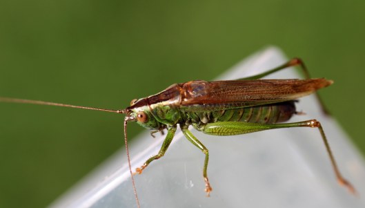 161011-long-winged-conehead-7