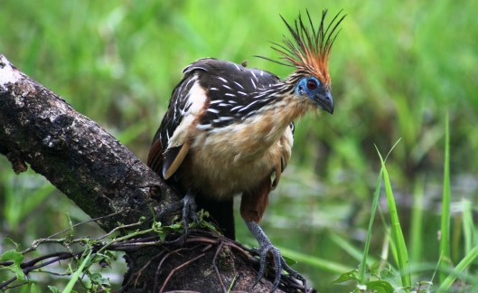 161012-hoatzin-5