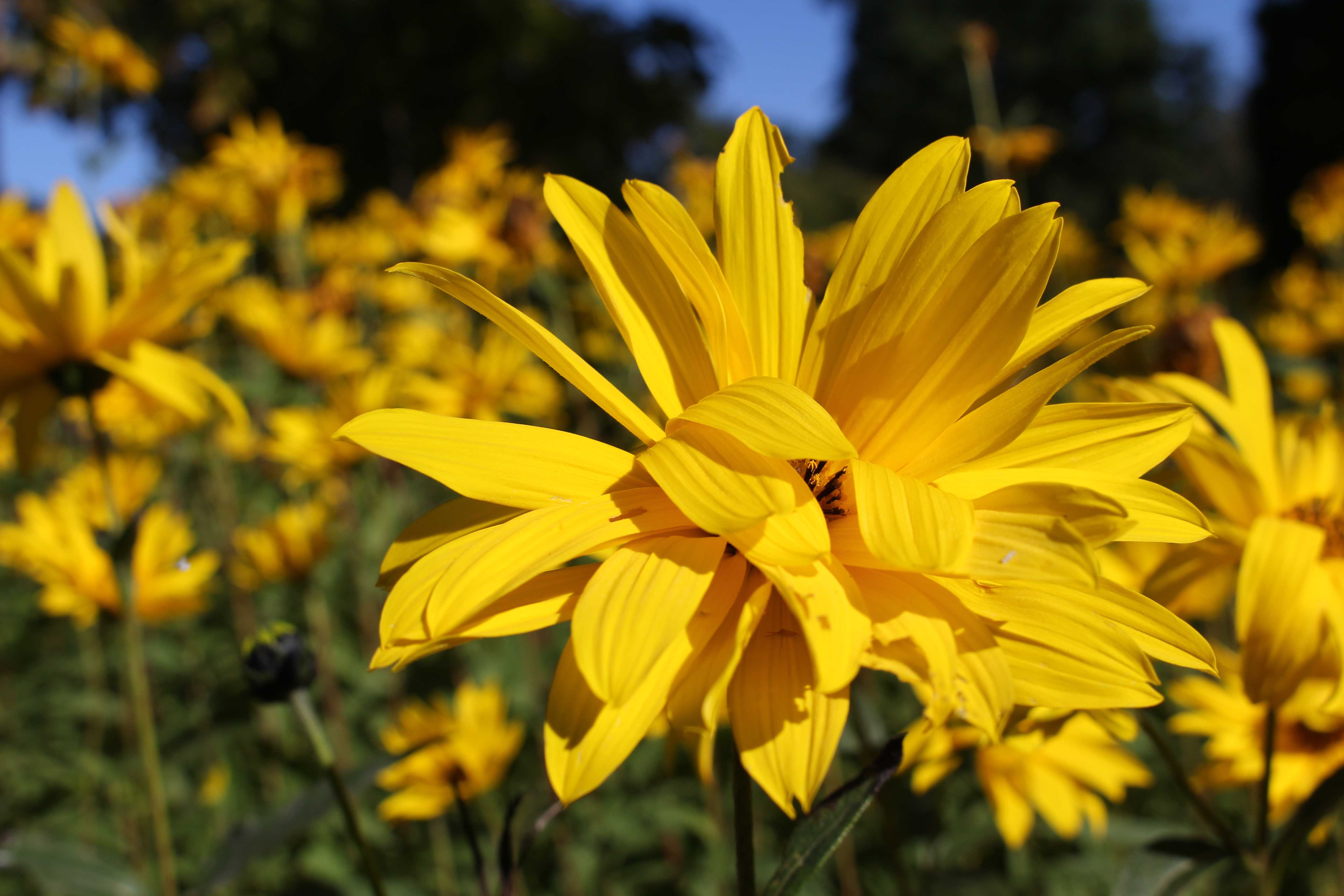 161014-mellow-yellow-7