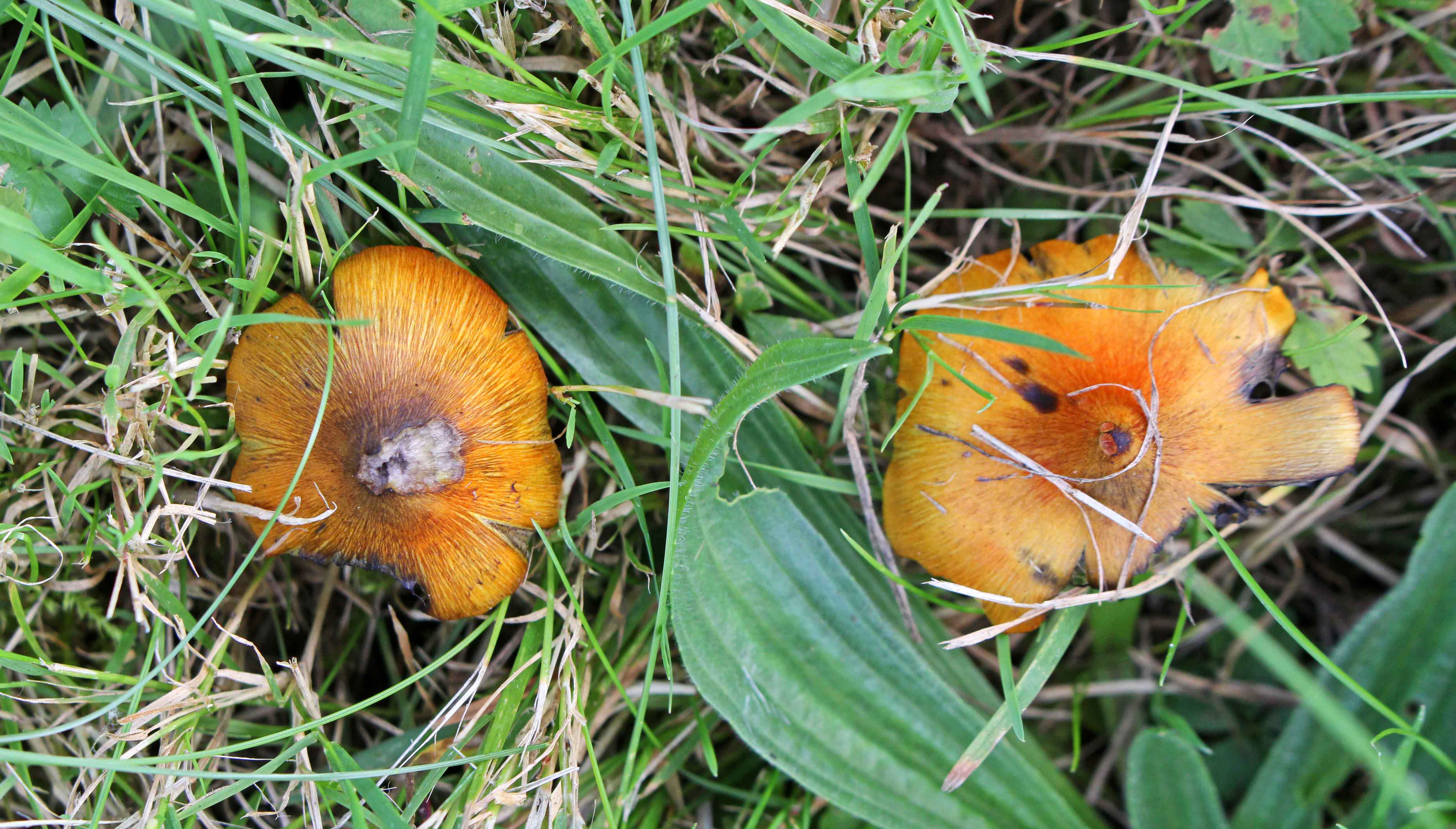 161016-blackening-waxcap-1