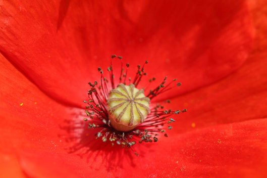 161021-poppy-for-aberfan