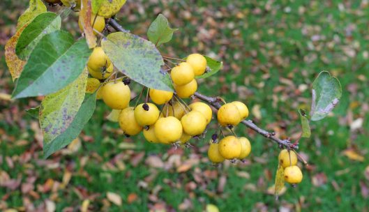 161027-crab-apples-1