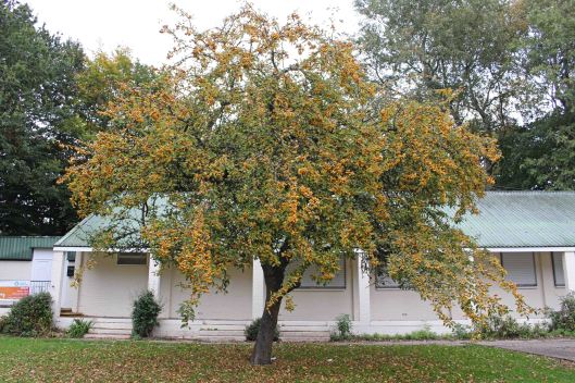 161027-crab-apples-5