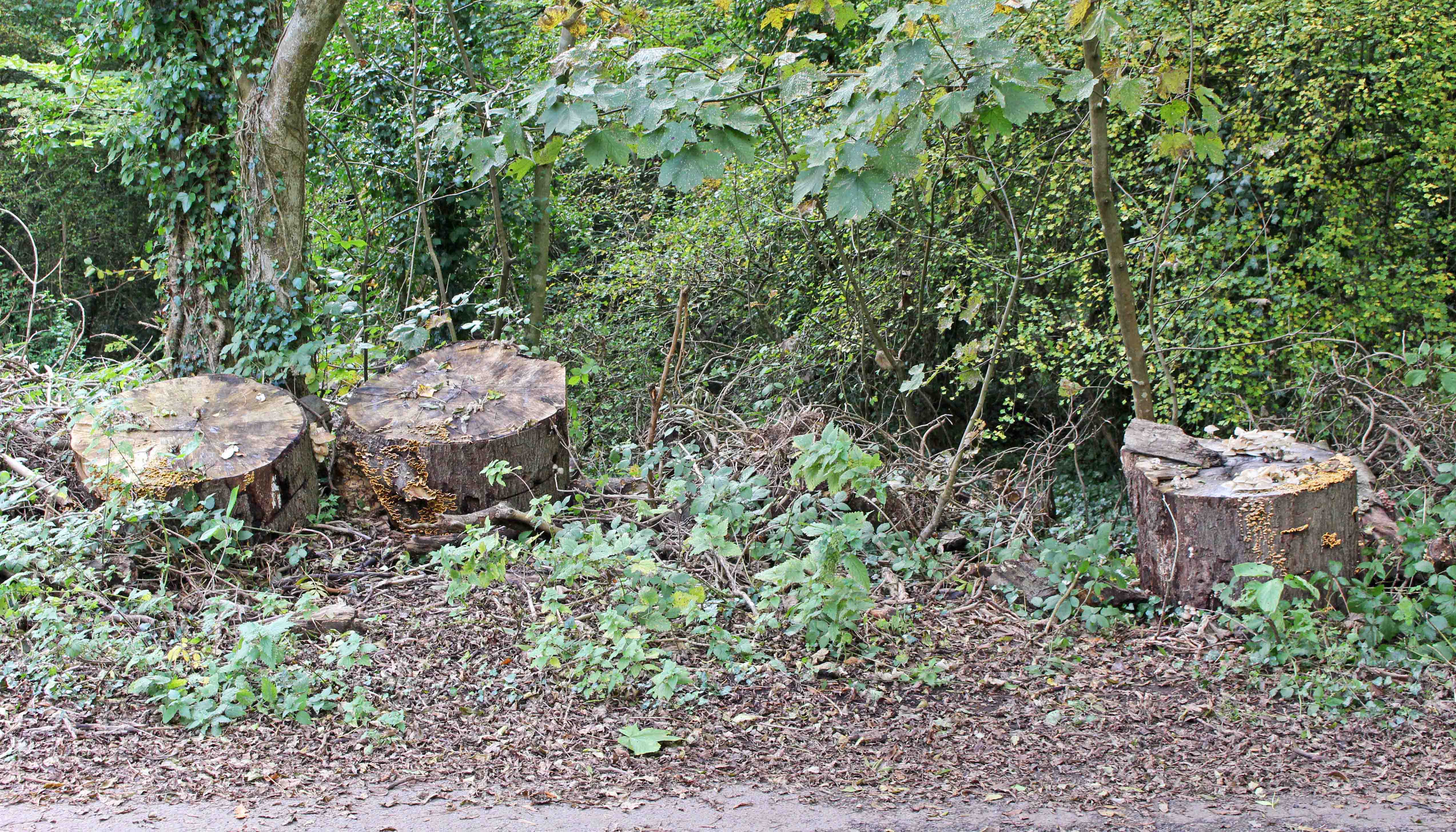 161030-once-a-tree-1