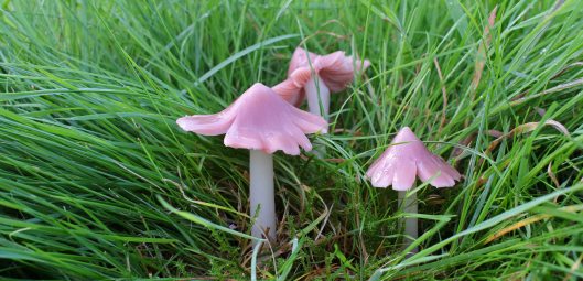 161103-waxcap-ballerina