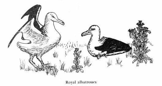 161119-royal-albatrosses